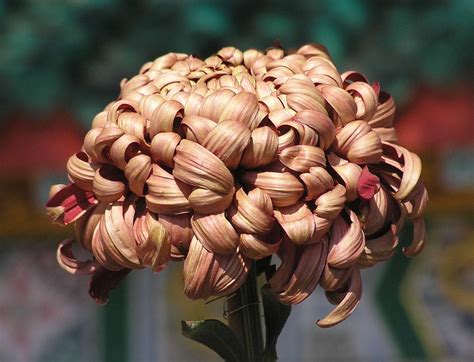菊花-壽仙桃 Chrysanthemum morifolium 'Longevity Peach' [香港圓玄學院 … | Flickr