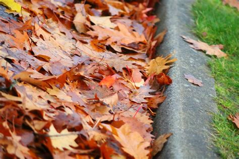 Red Maple leaves, fall season. | Free Photo - rawpixel