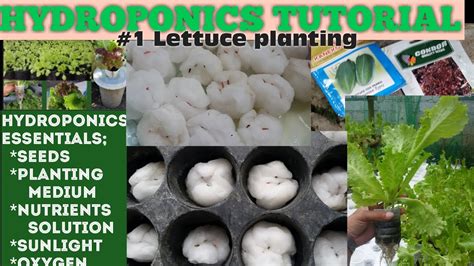Hydroponics Farming.Step1 Lettuce Seed Germination. - YouTube