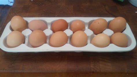 Todays eggs - Dominique or Welsummer?? | BackYard Chickens - Learn How to Raise Chickens