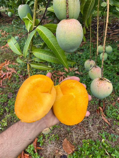 It's peak mango season! 🥭 – Miami Fruit