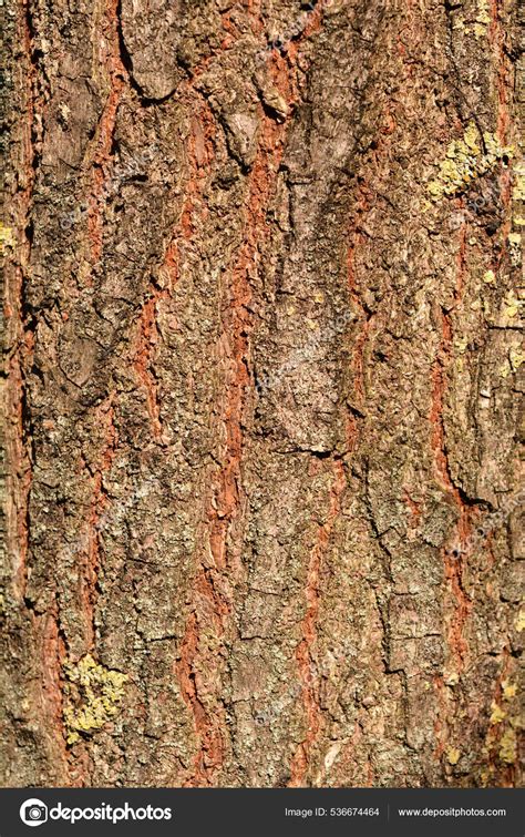 Golden Rain Tree Bark Detail Latin Name Koelreuteria Paniculata Stock ...