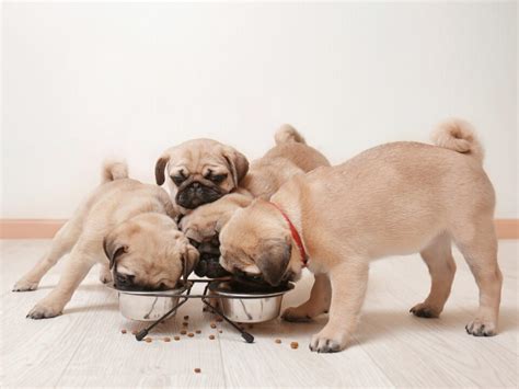 12 Pros and Cons of Free Feeding Your Dog: What To Consider - World of Dogz