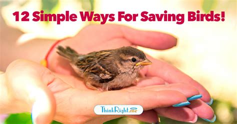 How to save birds from extinction; 12 simple and effective ways