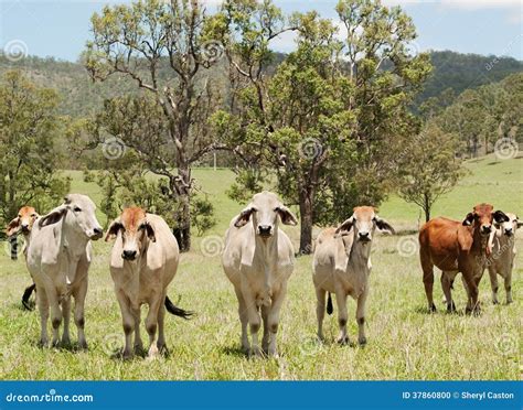 Australian Countryside Farm Scene with Cows Stock Photo - Image of ...