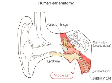 Eardrum Anatomy - Anatomical Charts & Posters