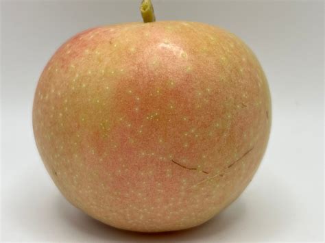 Heirloom Apples — Roots to Fruits Nursery