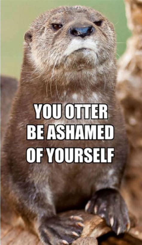 Disappointed Otter is disappointed in you. cute-and-fluffy | Animal ...