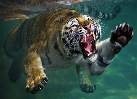 Pin by Renee on Animals | Animal pictures, Animals beautiful, Tiger photography