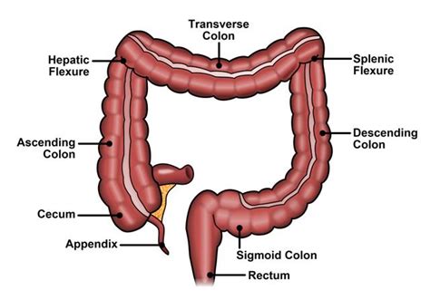 Sigmoid Colon - Function, Location and Related Conditions