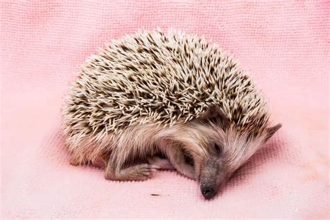 Shhhhh.. 20+ Cute Photos Of Hedgehogs Sleeping - Hedgehog Registry