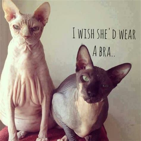 Funny sphynx | Sphynx kat, Grappige dieren, Kattenhumor