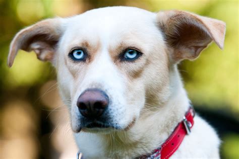 12 Dog Breeds With Blue Eyes That Are Stunning