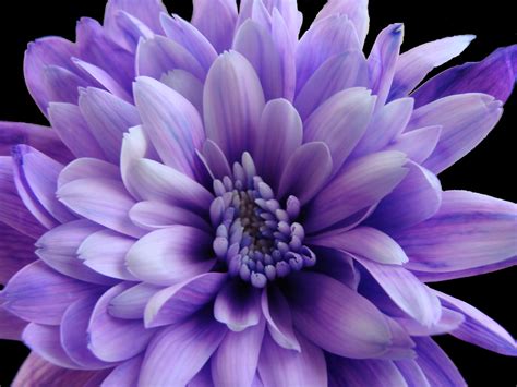 Purple Chrysanthemum wallpaper | 1024x768 | #23465