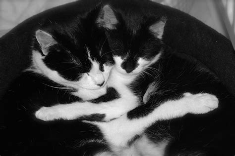 18 Hugging Cats Is The Cutest Thing You Will See All Day | iHeartCats.com