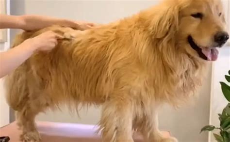 How Often Should Golden Retrievers Be Groomed? (Must Read!) - AtractivoPets