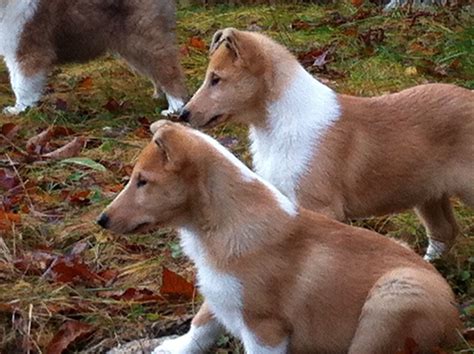 Smooth Collie Puppies Uk : Collie (Smooth) Puppies For Sale and Collie (Smooth) Breeders - Rough ...