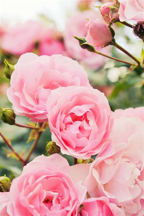 How Epsom Salts Can Help Your Roses | Martha Stewart