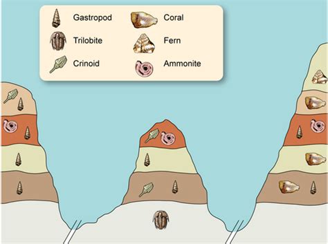 What are Fossils and How Exactly are They Formed?