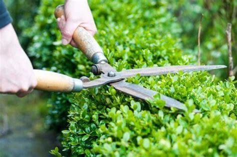 How to Trim Hedges: 5 Best Tips | InstantHedge