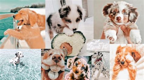 Ka-Ute Doggies!! | Cute dog wallpaper, Dog wallpaper, Cute laptop wallpaper in 2022 | Cute ...