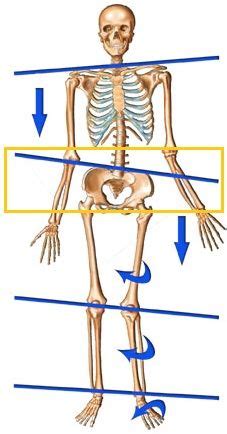 What is a Lateral pelvic tilt? It is the asymmetric positioning of the pelvis where: one waist ...