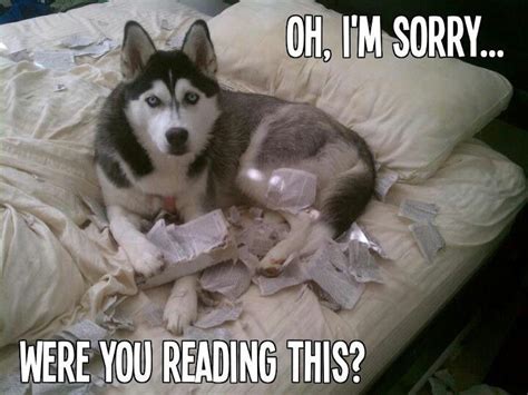 funny (unless it's your own book or a library book) Husky Humor, Funny Husky Meme, Husky Quotes ...