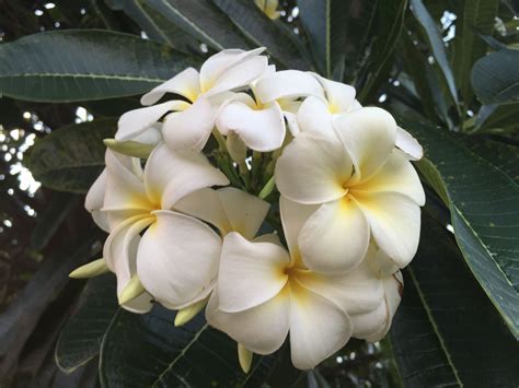 Idea by Kasey on Maui | Hibiscus, Plumeria, Flowers