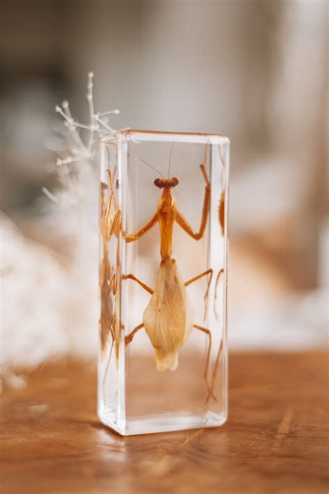 Praying Mantis Specimen | Our Earth Life | Nature Supplies for Children