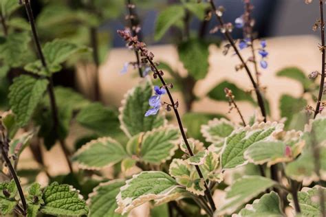 How to Grow and Care for Plectranthus Plants