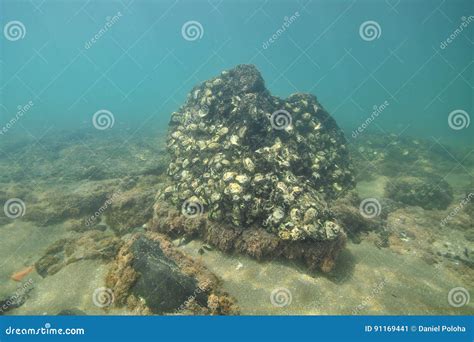 Dark Volcanic Rock Underwater Stock Image - Image of temperate, encrusting: 91169441