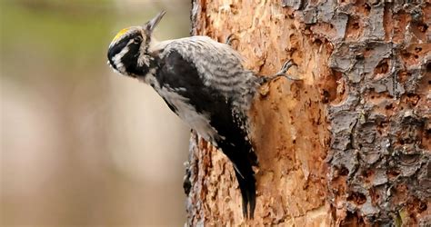 American Three-toed Woodpecker Overview, All About Birds, Cornell Lab of Ornithology