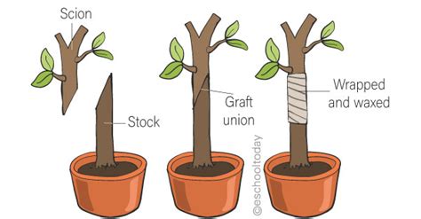 What is Artificial Vegetative Propagation in Asexual Reproduction ...