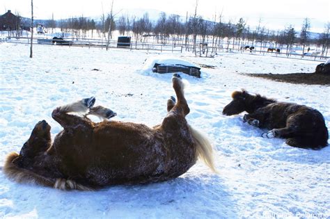 Exciting Outdoor Winter Activities in Sweden’s Lapland | Travel the World