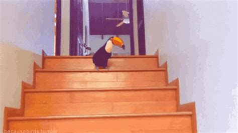 Toekandoit Toucan Bird GIF - Toekandoit Toucan Bird Hopping - Discover & Share GIFs