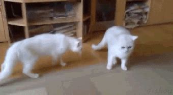 cat fighting cat fight gif | WiffleGif