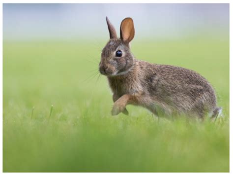 Scared Bunny Bolting · Hobby Farm Heaven