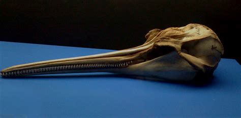 Dolphin skull by Azenor-stock on DeviantArt