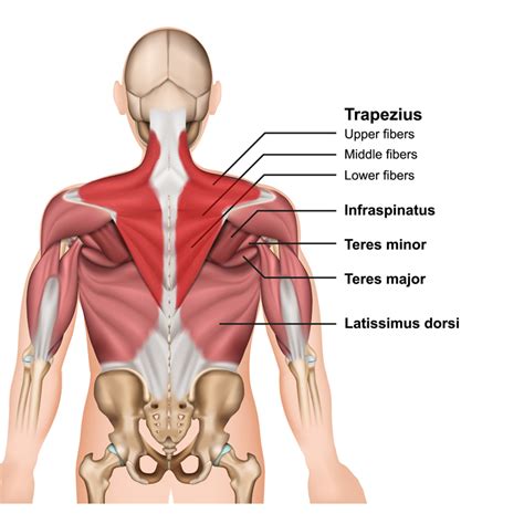 Trapezius Origin, Insertion, Action and Innervation - The Wellness Digest