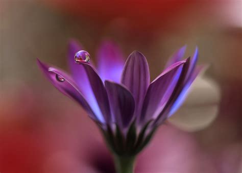 .*o*. - null | Water drop photography, Macro photos, Flowers photography