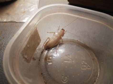 An Albino Cockroach.! : r/mildlyinteresting