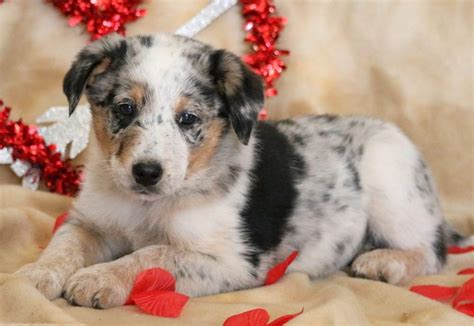 Chow Blue Heeler Mix Puppies - Puppy And Pets