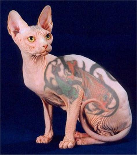 Tattooing Sphynx (Hairless) Cats Is Cruel - PetHelpful