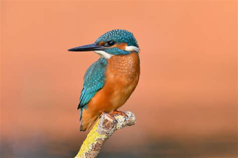 44+ Kingfisher Bird Wallpaper Free Download Images - Wallpaper HD Collections