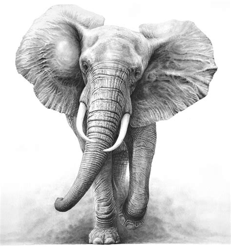 Elephant | Elephant sketch, Elephant tattoos, Elephant drawing