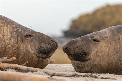 Mammals of the Falkands – Falklands Nature