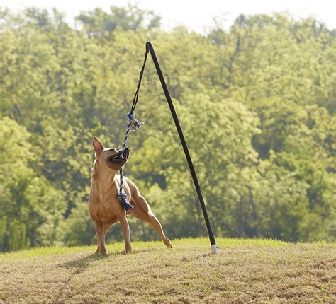 TETHER TUG Outdoor Dog Toy, Big 70 - 175 lbs - Chewy.com