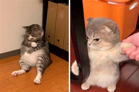 50 Times Cats Acted So Goofy, Their Owners Thought They Were Broken, As Shared By The ‘Cat Virus ...