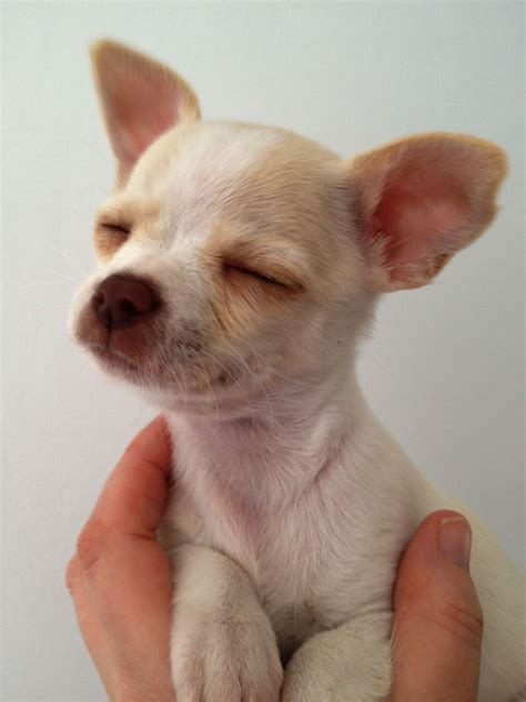 Chihuahua Angry Gif - Pets Lovers