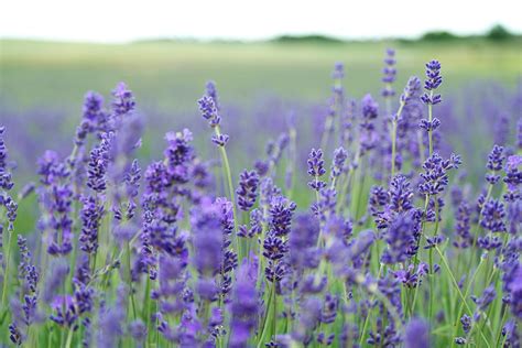 Free Images : landscape, nature, meadow, prairie, countryside, flower, purple, aroma, rural ...